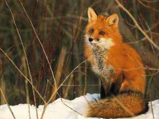 beautiful_red_fox